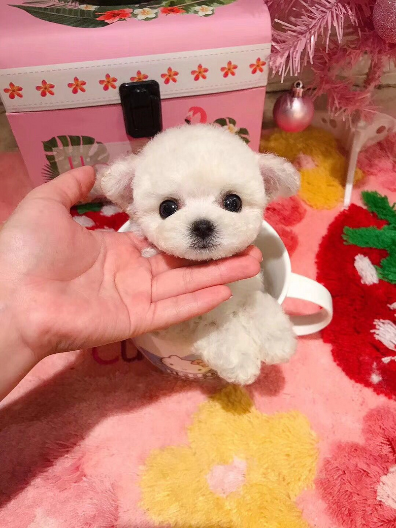 长不大的泰迪 茶杯犬