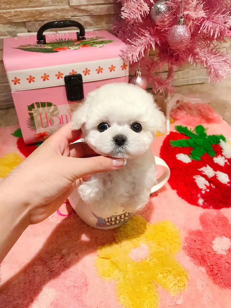 长不大的泰迪 茶杯犬