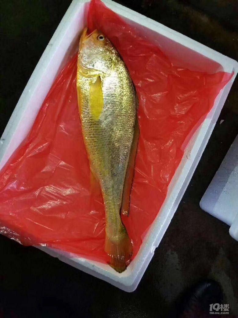 野生大黄鱼真的那么贵?为什么要去酒店被人宰?