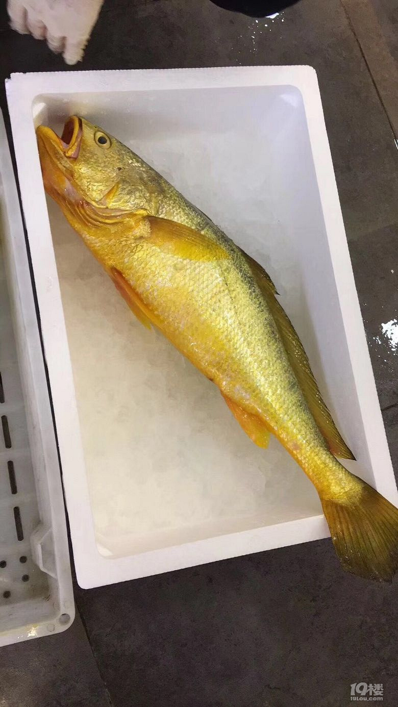 野生大黄鱼真的那么贵?为什么要去酒店被人宰?