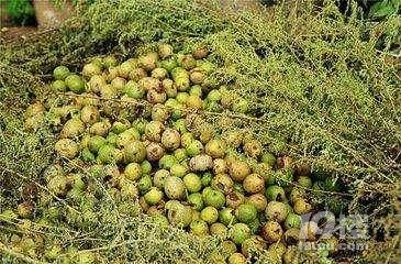 这种水果懂的人只吃发霉的,摘下来就放进草堆
