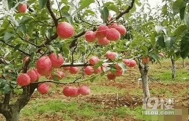 这种水果懂的人只吃发霉的,摘下来就放进草堆