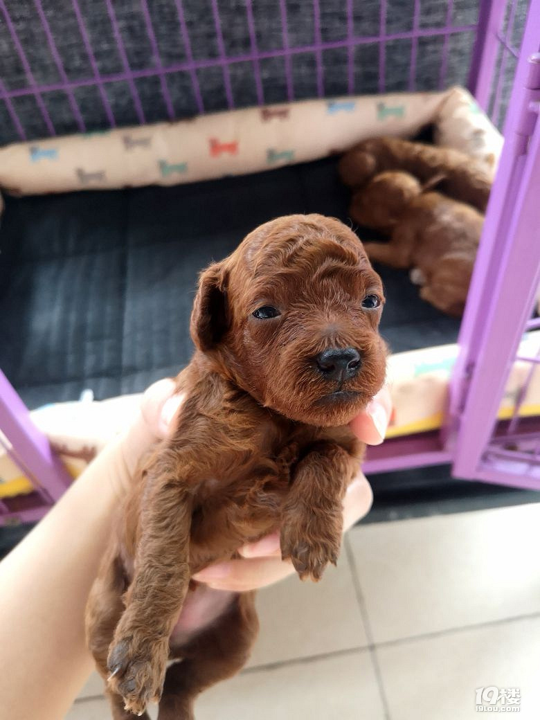 出一窝自家养的泰迪幼犬