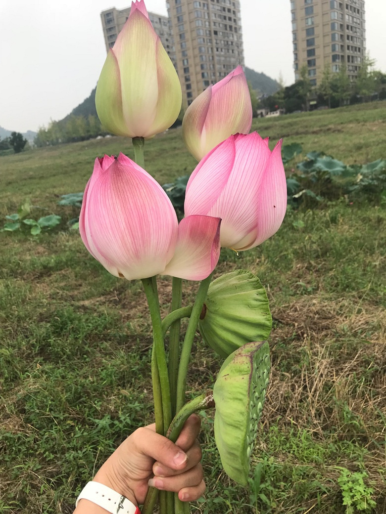 花开堪折直须折,莫待无花空折枝