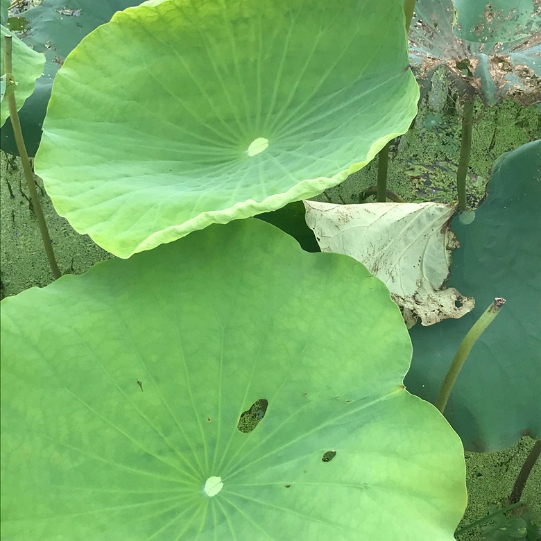 花开堪折直须折,莫待无花空折枝