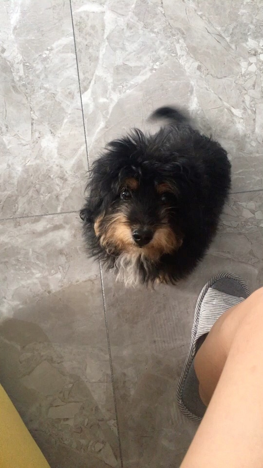 免费送养宠物狗一条