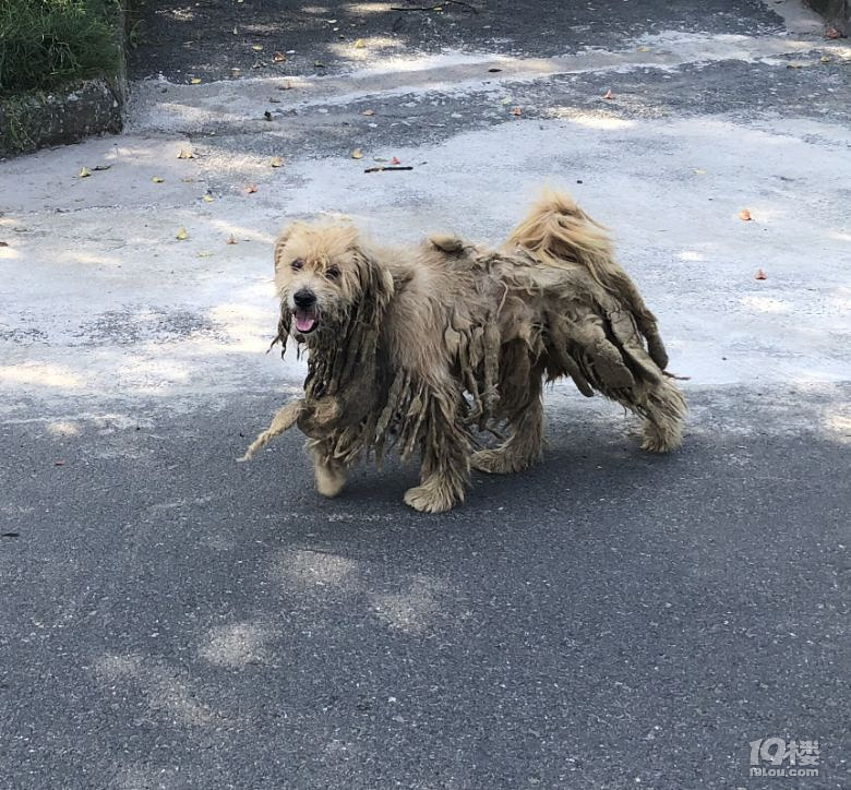 如同衣衫褴褛的乞丐的狗