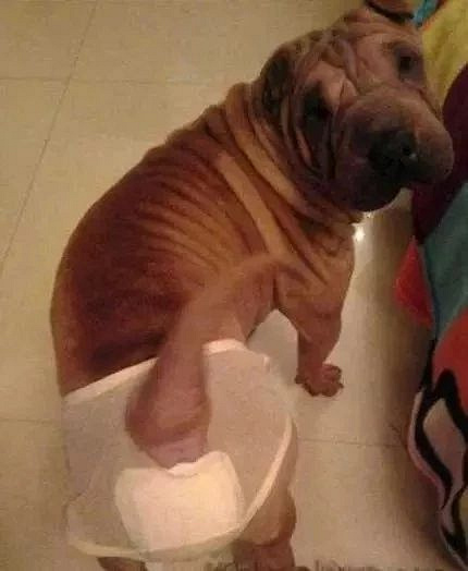 当狗狗"大姨妈"来了.丧心病狂的主人们就开始了花样招待!