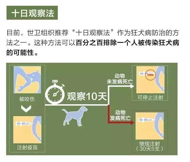 6岁男童被狗咬13天后去世:离第四针狂犬病疫苗差两天