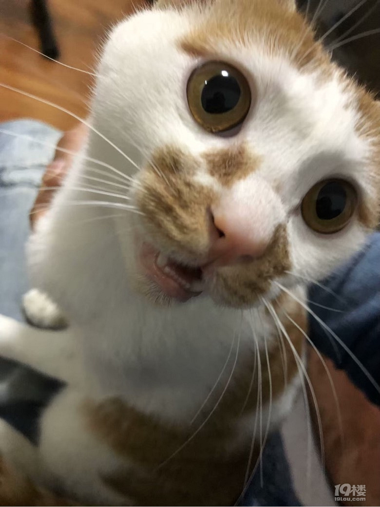 杭州猫咪求领养