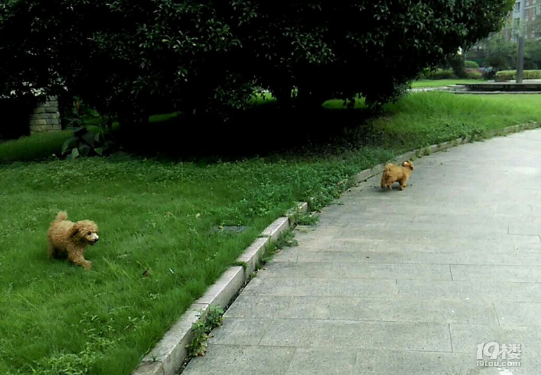 4个月大泰迪贵宾狗狗找新主人领养