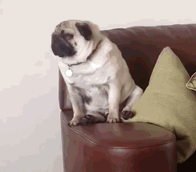 汪星人实力演绎困成狗,这不就是打盹时的你吗?