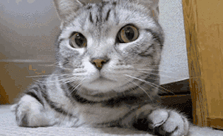 杭州19楼 家有宠物 吸猫 喵星人告诉你这样拍照显脸.