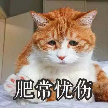 猫咪花色里隐藏的秘密:十橘九胖真的是因为带