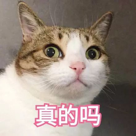 猫咪花色里隐藏的秘密:十橘九胖真的是因为带