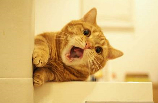 猫咪花色里隐藏的秘密:十橘九胖真的是因为带