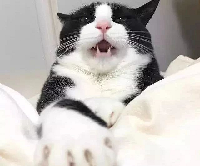 猫咪花色里隐藏的秘密:十橘九胖真的是因为带