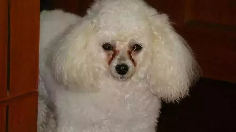 狗子最爱的火腿肠,高性价比与高品质一根才不