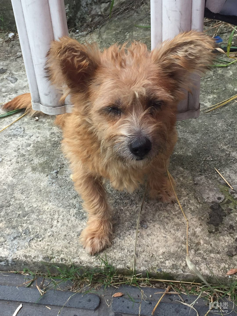 请帮帮或收留这只可怜的狗狗吧!