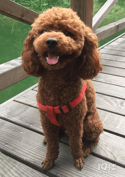 急,急,急,寻 狗 启 示