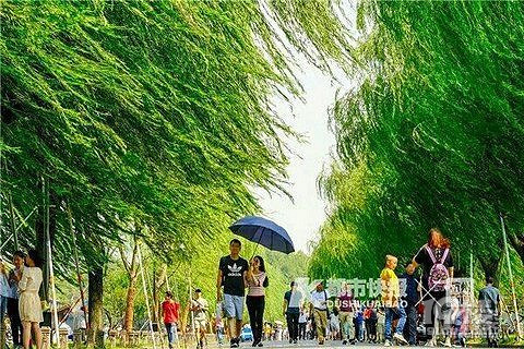 国庆期间杭州天气,太给力!湖蟹+桂花,想