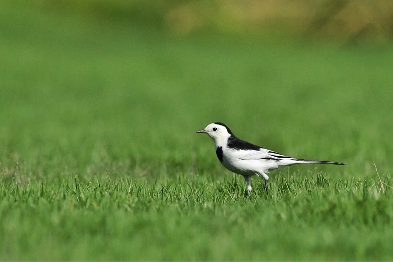 草地上的白鹡鸰(2)