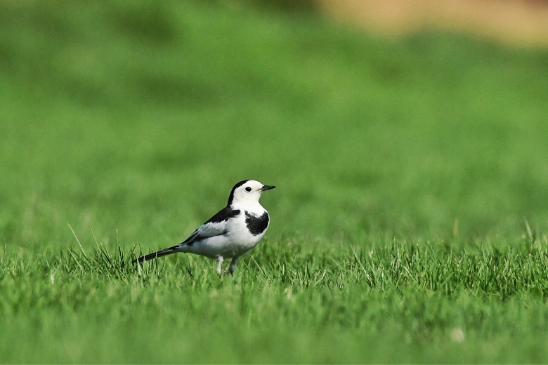 草地上的白鹡鸰(2)