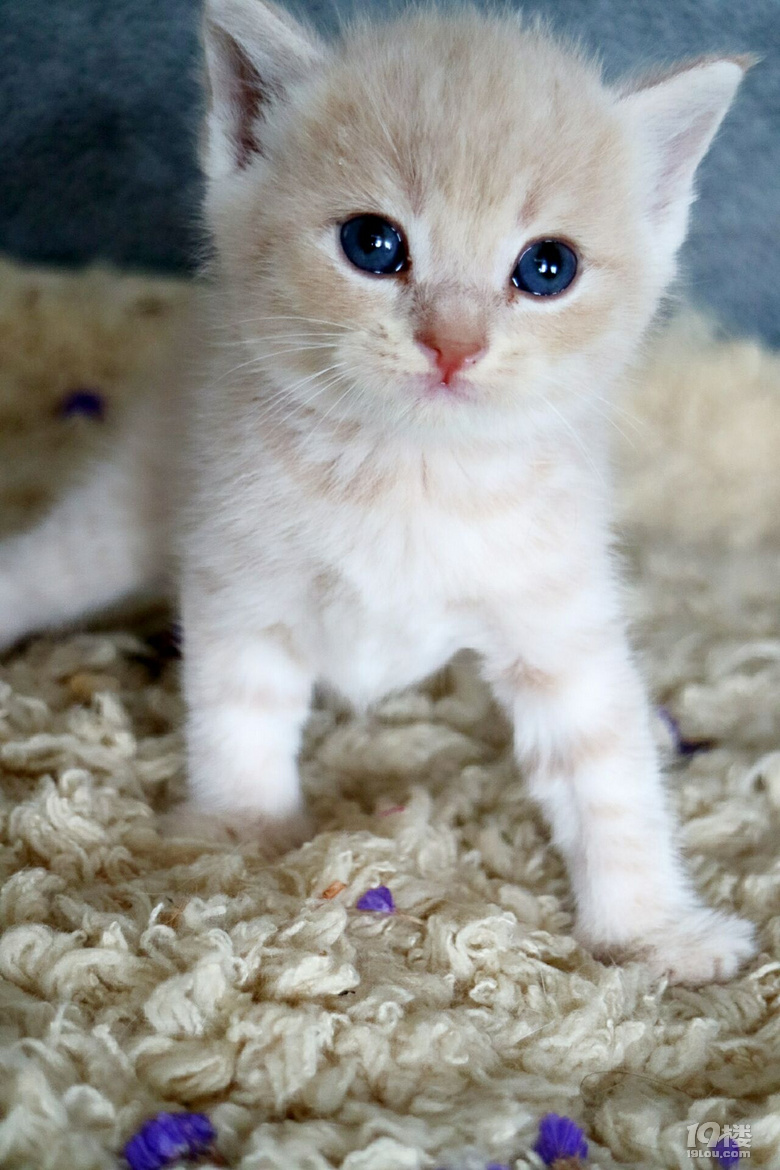 英短乳色乳白猫