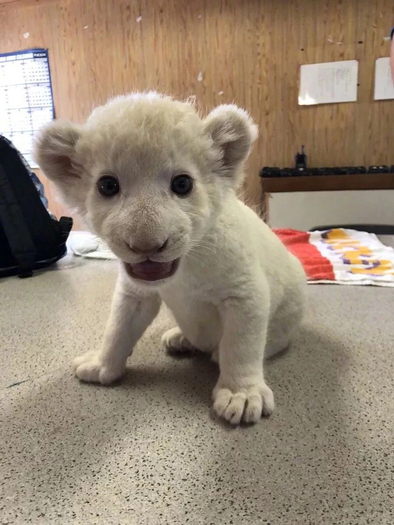 一头新出生的小白狮,看起来也太好吸了吧!