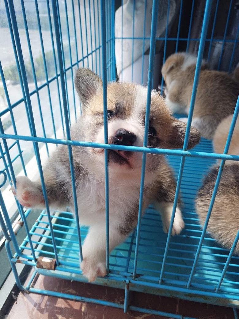 满月小短腿柯基宝宝可以预定啦!