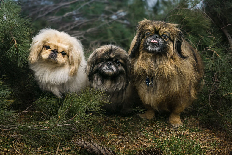 犬类神兽图片