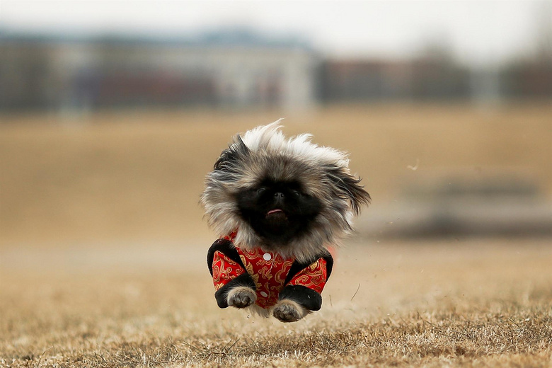 神獸麒麟原型,高貴的中國名犬北京犬