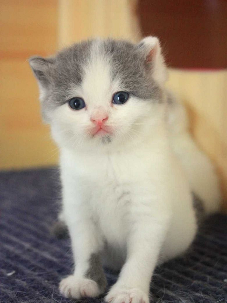 英短蓝白 家养宝宝找主人,家里养的,可