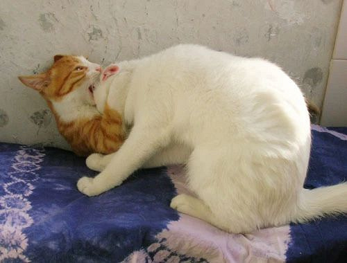 假酒害人,假鱼害猫,多少恩爱猫咪说翻脸就翻脸