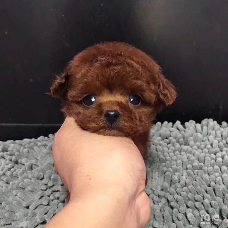 小泰迪红色泰迪宝宝,本地小泰迪贵宾