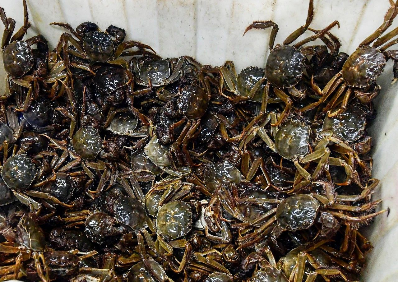 你吃的螃蟹为什么会苦?真相在这里