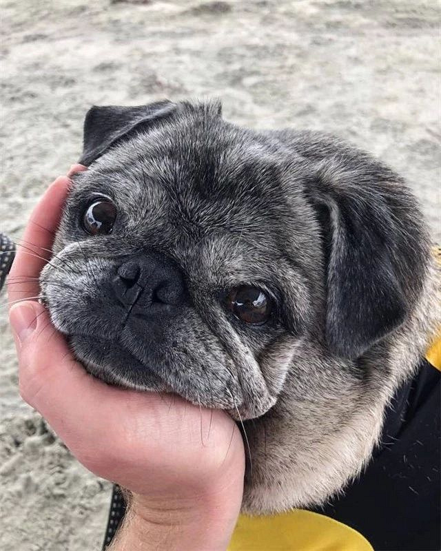 都说巴哥天生苦瓜脸,那是你还没见过它的笑容-撸狗-杭州19楼
