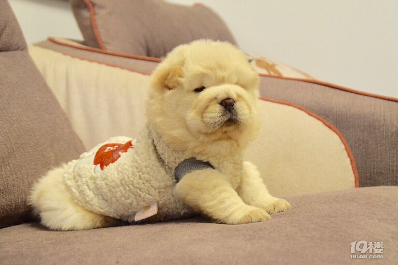 家养可爱的纯种肉嘴松狮 面包嘴松狮找新家