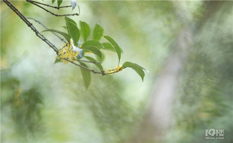 35年前有9441个杭州人从一堆花枝乱颤