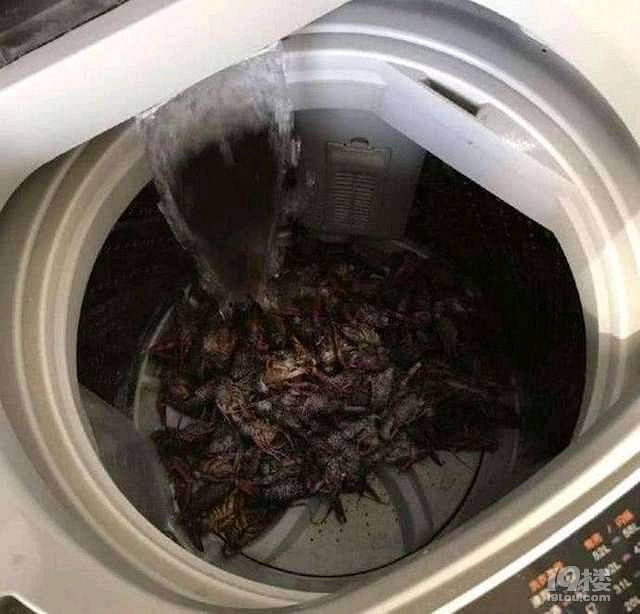 女子用洗衣机洗小龙虾,盲目听信谣言,后悔已经