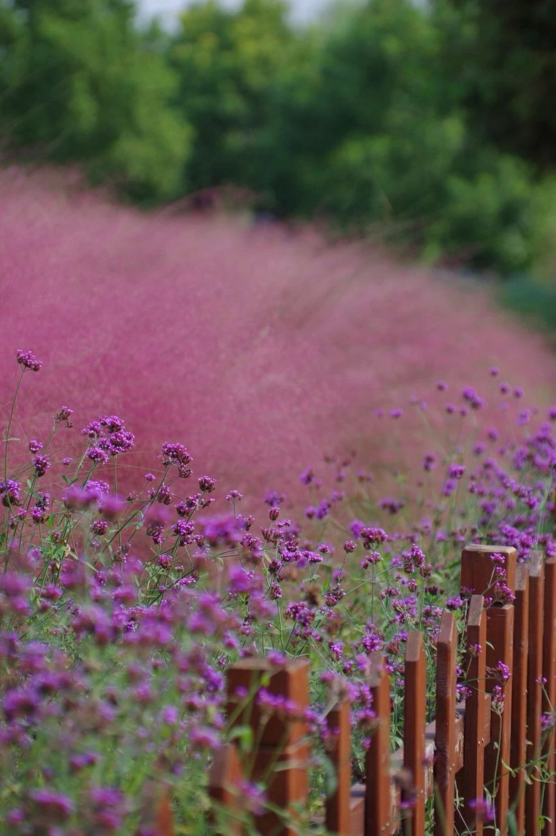 滨江这片抖音网红花海现在竟成了这样种了3年毁于3天今