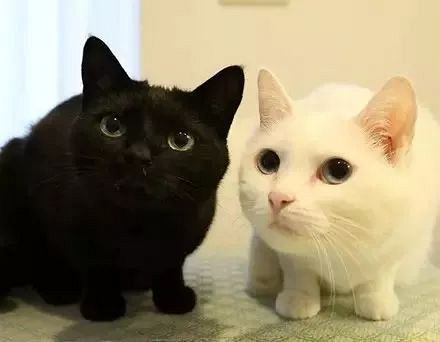 网友养了一只黑猫和白猫,这黑白配真是帅呆了,大家快来吸!