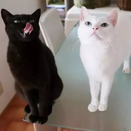 情头黑猫白猫一左一右图片