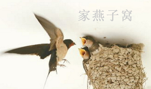 燕窝酒酿蛋价格是多少 新品燕窝酒酿蛋功效与