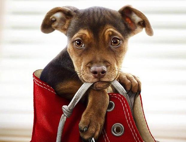 《一条狗的回家路》曝预告 跋涉四百英里只为