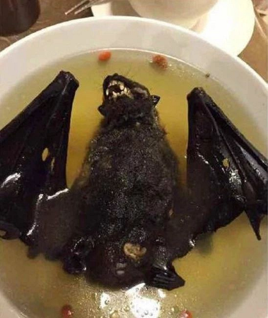 吃饭的时候不要看,重口味养生之:蟑螂奶,蝙蝠汤,花式「人肉」