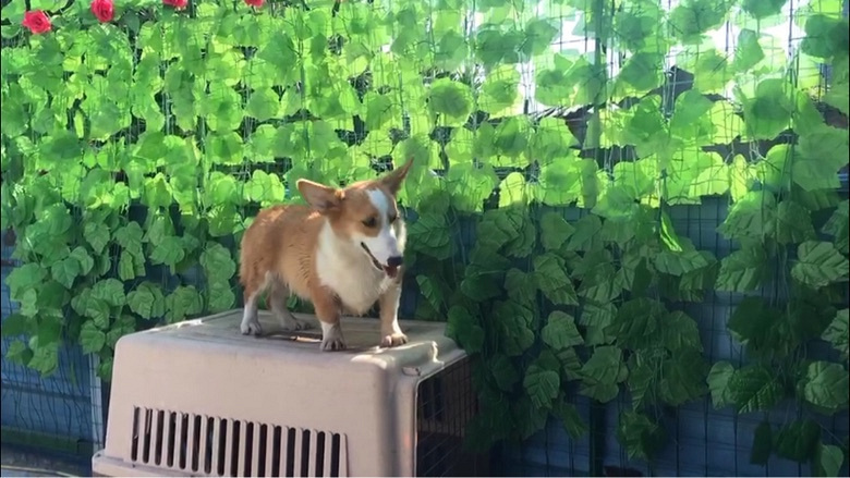 甩卖尴尬期双色小柯基,公母都有,明码20