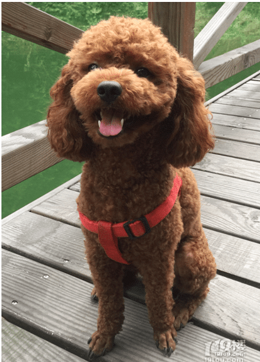 急,急,急,寻 狗 启 示