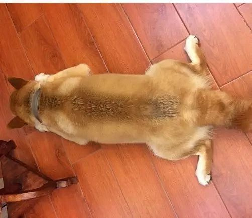 狗狗o型腿被主人抛弃,好心人救助后重拾健康!