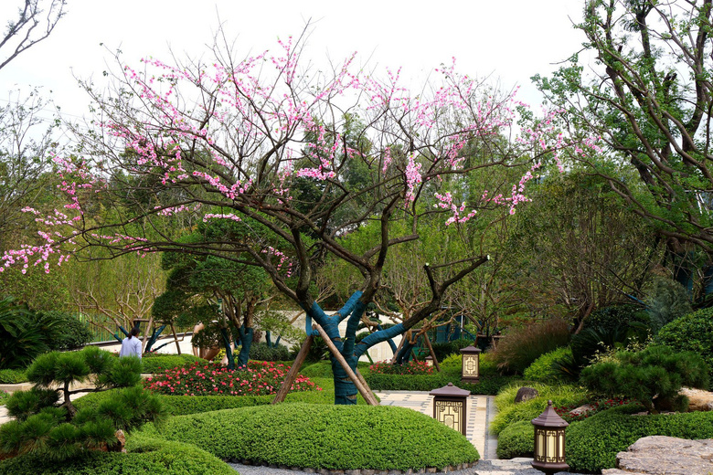 德阳桂花村图片